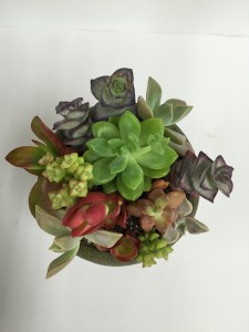 多肉寄せ植え　b